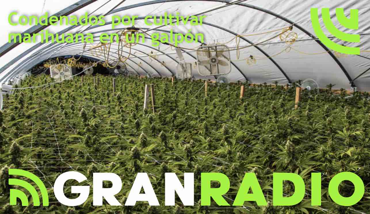 Condenados por cultivar marihuana en un galpón